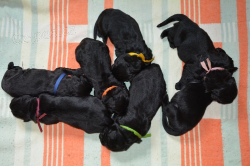 Novofundlandsk� pes s PP