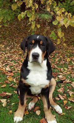 Velk� �v�carsk� sala�nick� pes - �t�n�