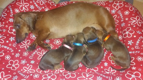 Jezev��k hladkosrst� standardn� s PP