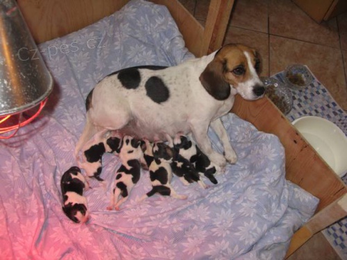 Prod�m �t��ata b�gla