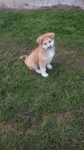 Akita-Inu n�dhern� pejsek 