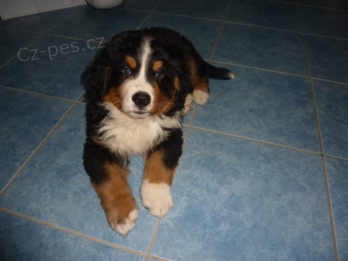 Bernsk� sala�nick� pes s PP