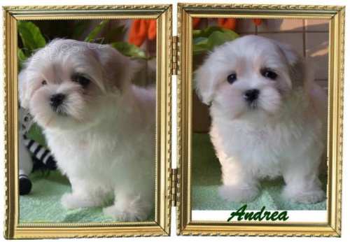 Prodej malt�z��k�