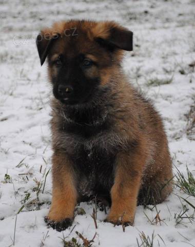 �t���tka n�meck�ho ov��ka s PP - odb�r ihned