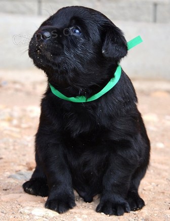 Labrador �okol�dov� a �ern� �t���tka s PP