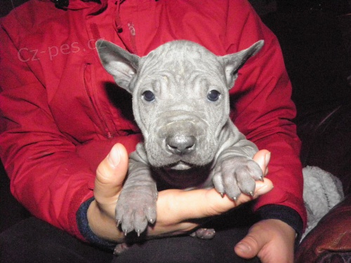 Thajsk� ridgeback modr�