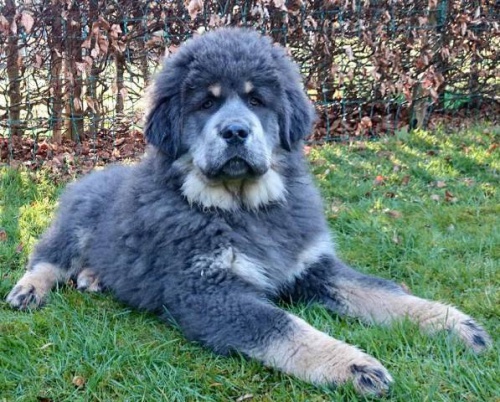 Tibetsk� doga-�t���tka narozen� 8.11.2016