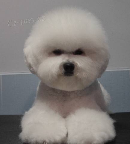 Bi�onek - Bichon fris�