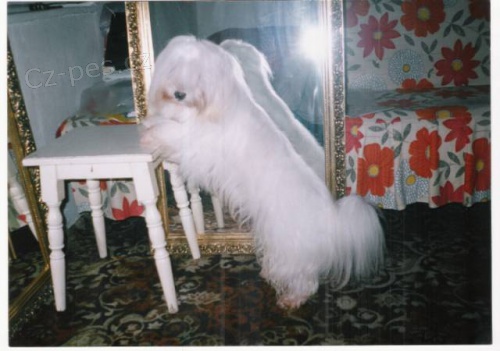 Coton de Tulear bez PP po p�edc�ch s PP