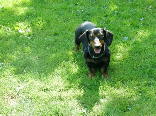 Prod�m n�dhern� �t���tka jezev��k�.