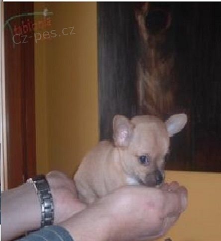 �ivava na prodej bez PP