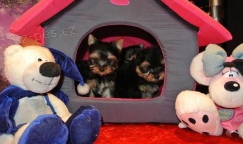 York��rsk� teri�r na prodej s PP