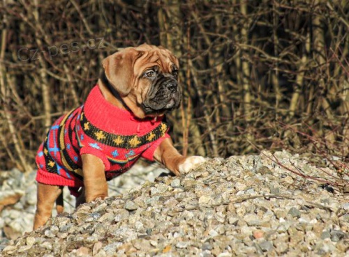 Bordeauxsk� doga - �t�n� fenka s PP ihned k odb�ru