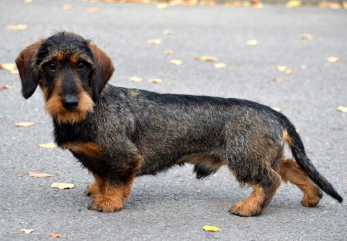 Jezev��k drsnosrst� standart s PP ke kryt�