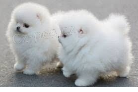Pomeranian �t��ata na prodej