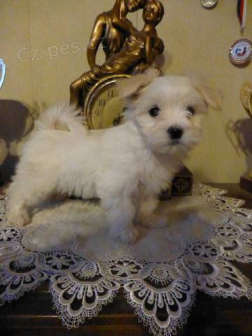 Malt�zsk� ps�k s PP FCI