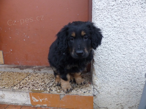 Prod�m �t�n� hovawarta