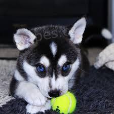 Sibi�sk� husky na prodej bez PP