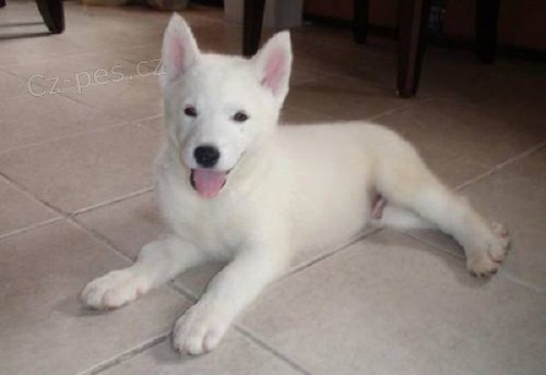 Sibi�sk� husky na prodej bez PP