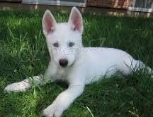 Sibi�sk� husky na prodej bez PP