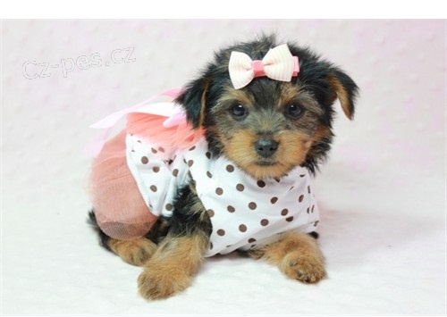 York��rsk� teri�r na prodej s PP