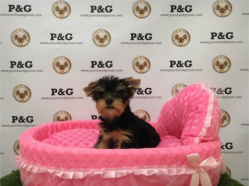 York��rsk� teri�r na prodej s PP