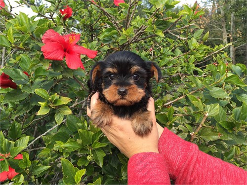 York��rsk� teri�r na prodej s PP