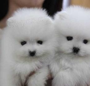 Pomeranian �t��ata na prodej