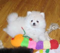 Pomeranian �t��ata na prodej