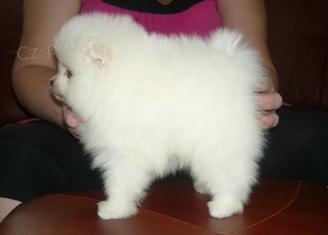 Pomeranian �t��ata na prodej