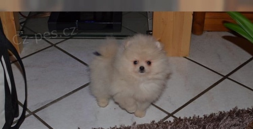 Pomeranian �t��ata na prodej