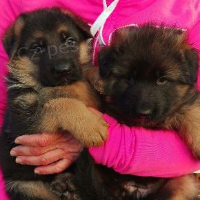 N�meck� ov��k na prodej s PP