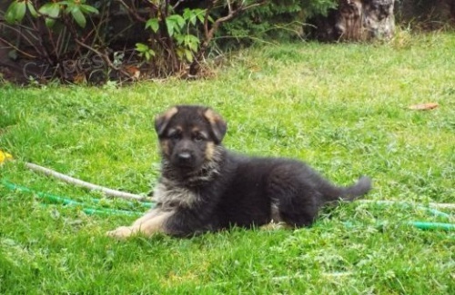 N�meck� ov��k na prodej s PP