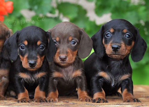 Jezev��k, kr�sn� �t���tka