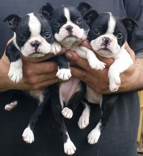 Prod�m Boston teri�r �tenata