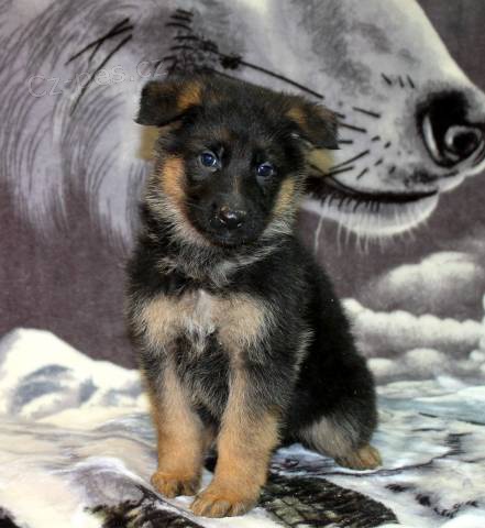 N�meck� ov��k typ REX