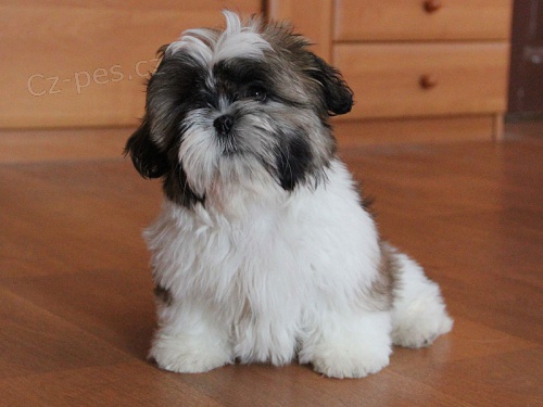 Shih-tzu, �i-tzu pejsek s PP
