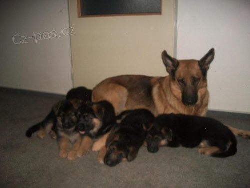 Prod�m �t�nata s PP.