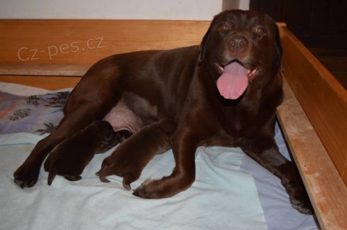 �t��ata Labradora s PP