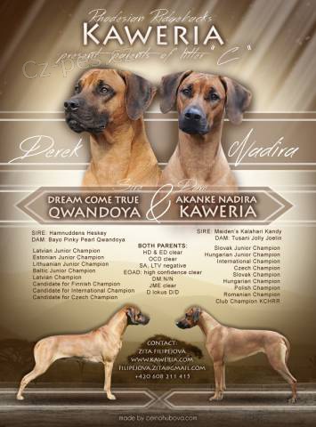 Rhodesian Ridgeback - �teniatka s PP na predaj