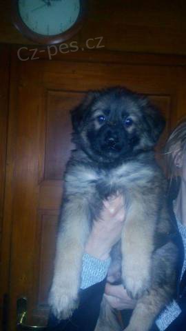 N�meck� ov��k s PP- prod�m dv� fenky