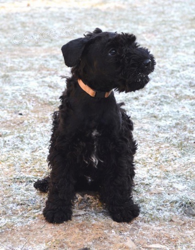 Kerry blue teri�r - �t��ata s PP