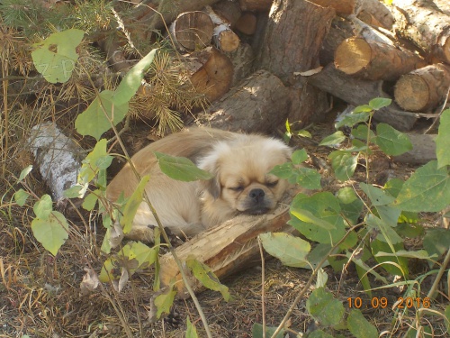 Nab�dka kryt� - pes