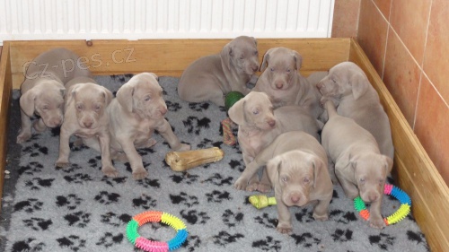 V�marsk� oha� kr�tkosrst�