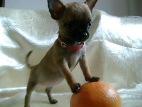 �ivava na prodej s PP