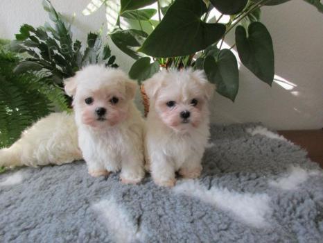 Malt�zsk� ps�k na prodej bez PP