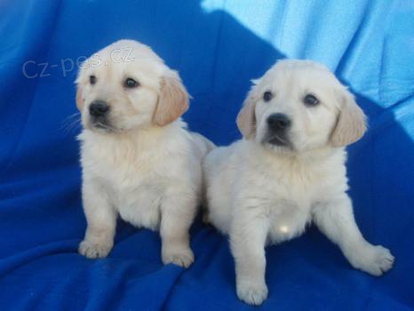 Zlat� retr�vr na prodej bez PP