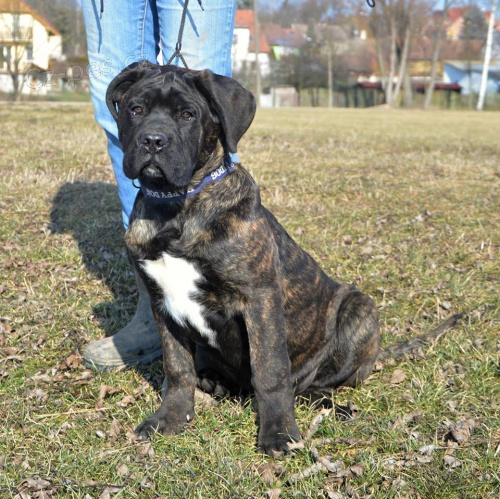 Cane corso - �t��ata s PP
