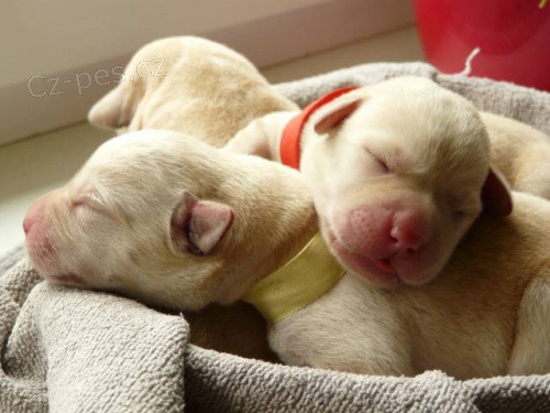 Labradorsk� retriever �lut� �t��ata s PP