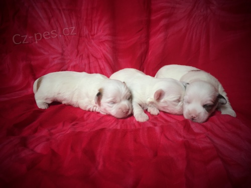 �t�n� rasy Coton de Tule�r